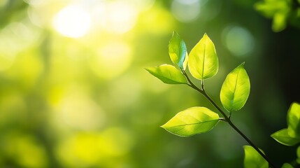Poster - Vibrant green leaves illuminated by sunlight, showcasing the beauty of nature's springtime awakening and the delicate details of new growth on a branch. : Generative AI