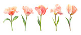 Pack of Peach Tulips HighResolution Images for Download set against transparent background