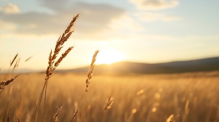 Poster - Golden wheat stalks illuminated by the setting sun in a vast field, creating a serene and peaceful landscape at sunset. : Generative AI