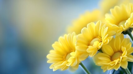 Poster - Close-up view of vibrant yellow chrysanthemum flowers, delicate petals, soft blue background, springtime bloom, floral beauty, nature photography. : Generative AI