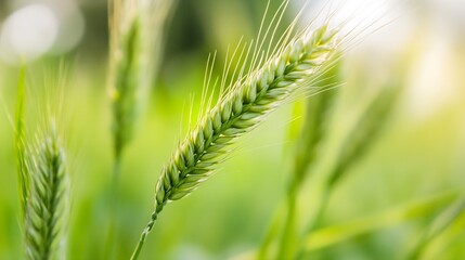 Aufkleber - Close-up view of a single, vibrant green wheat stalk, showcasing its delicate texture and the soft, blurred green background of a field. : Generative AI