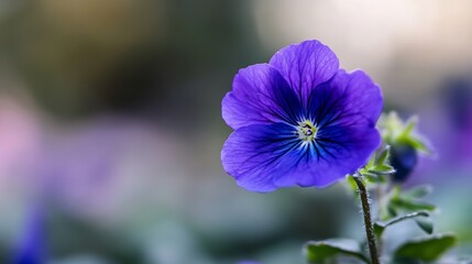Poster - Close-up view of a single vibrant purple pansy blossom, showcasing intricate details of its petals and delicate stem against a soft-focus background. : Generative AI