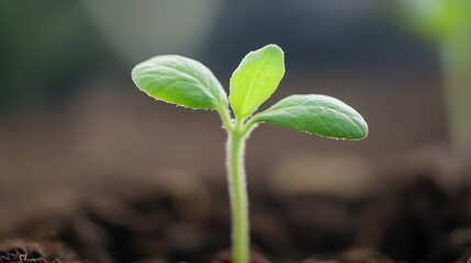 Aufkleber - A vibrant green seedling emerges from dark soil, showcasing its delicate leaves and slender stem, a symbol of new life and growth. : Generative AI