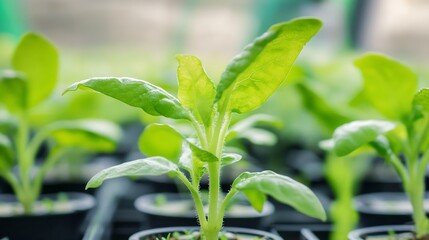 Poster - Close-up view of vibrant green seedlings sprouting in small black pots, showcasing healthy growth and bright, fresh leaves in a greenhouse setting. : Generative AI