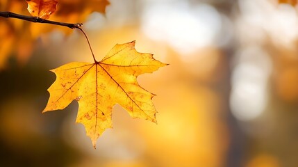 Poster - Single autumn maple leaf hanging from a branch, backlit by warm sunlight, bokeh background of blurred fall foliage. : Generative AI