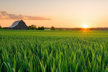 Leinwandbilder - Golden sunset illuminating lush green field and rustic barn