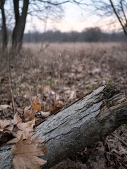 Poster - Close-up view of a weathered gray tree trunk lying on the ground, surrounded by fallen brown autumn leaves in a tranquil forest setting. : Generative AI