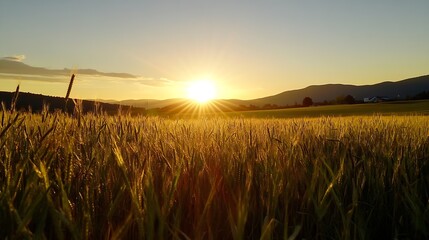 Aufkleber - Golden wheat field at sunset, sun rays illuminating the stalks, distant mountains and a clear sky.  Peaceful rural landscape scene. : Generative AI