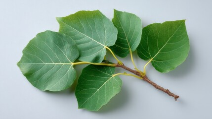 Leinwandbilder - A single branch with smooth green leaves featuring visible veins rests on a clean light gray backdrop, creating a serene and minimalistic composition