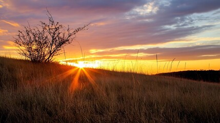 Aufkleber - Sunset over a grassy hill, silhouetted bush, and vibrant orange sky.  Long grass sways gently in the warm evening breeze. : Generative AI