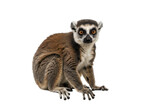 Brown lemur stares intently seated on black ground contrasting fur details visible