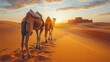© iam - Two camels walking through the desert at golden sunset.