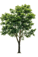 isolated green tree with defined trunk and full leafy canopy on transparent background, ideal for la