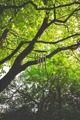 Wall Mural - Wind chimes amidst lush greenery.