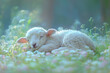 © 자인 김 - name : lamb sleeping peaceful curl,