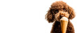 © MonkaLemonka - funny, fluffy brown poodle dog almost licking ice cream cone isolated over white (transparent) background; concept of summer sweets, cooling dog treats, super-tasty desserts