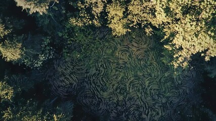 Poster - Lush green forest with tall trees and serene reflection in calm water creating a tranquil scene