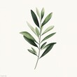 © Forex - Delicate olive branch, soft greens