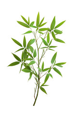 Poster - Green Bamboo Plant Branch with Leaves isolated on white or transparent background Cutout PNG