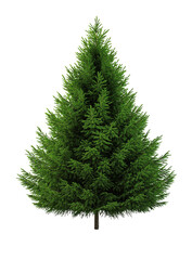 Wall Mural - lush green pine tree isolated on white or transparent background cutout png