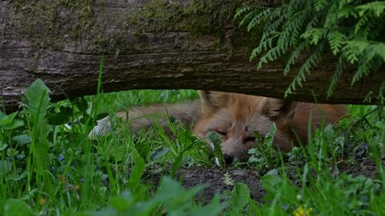 Wall Mural - Red fox (Vulpes vulpes) resting under tree trunk and waking up suddenly looking around in forest