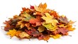 © Musabbir Ahmed - Pile of autumn colored leaves isolated on white background