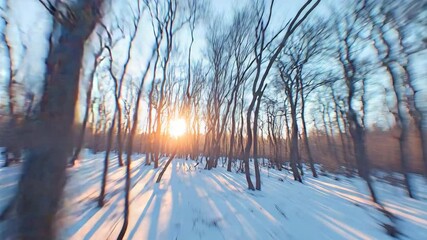 Poster - Tranquil winter forest scene with majestic trees covered in fresh snow under a clear blue sky