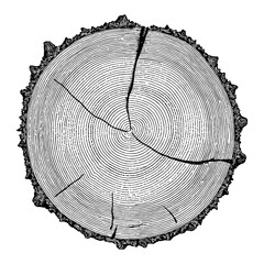 Wall Mural - tree trunk cross section black and white outline line art drawing of wood rings with cracks