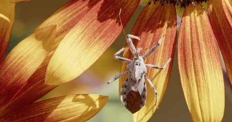 North American Wheel Bug on the petal of a sunflower.