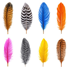 Poster - Colorful and Diverse Collection of Bird Feathers in Various Shapes and Sizes on White Background, isolated on transparent background.