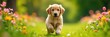 © retirementfun - Golden Retriever puppy frolics amidst vibrant flowers and lush green grass , retriever, happy, grass