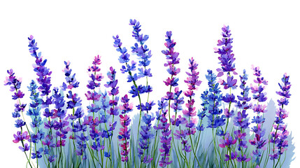 Poster - Colorful watercolor lavender flowers illustration on a white background