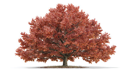 Poster - Northern red oak tree, quercus rubra, isolated