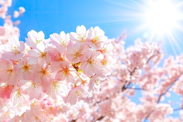 Wall Mural - Pale pink blossoms burst against the vibrant blue sky, bathed in warm sunlight. Spring scene