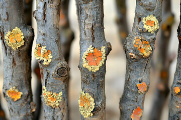 Close-up shot of tree branches with vibrant orange and yellow lichen, showcasing intricate textures and natural patterns.  Ideal for nature, botany, and design projects.