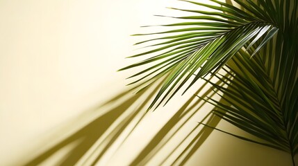 Poster - Pale yellow backdrop with palm leaf shadows.