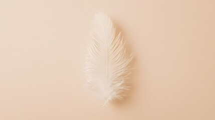 Poster - Delicate single feather on pastel background for elegant minimalist design