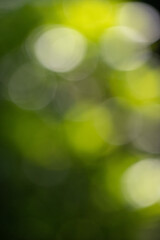 Wall Mural - the image is a blurry green background with white circles in the foreground
