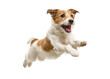 © Suryani - Jack Russell Terrier dog jumping, isolated on transparent background, pet animal mammal