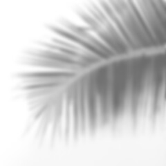 Leinwandbilder - Branch shadow overlay with soft leaf detail creates gentle abstract pattern for natural design backgrounds. Mockup for spring summer product display design elements PNG