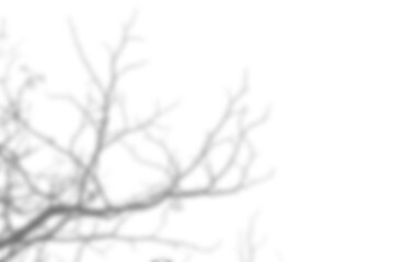 Fototapete - Branch and leaf shadow overlay creates soft abstract pattern on transparency background for natural design and creative projects. Mockup for spring summer product display design elements PNG