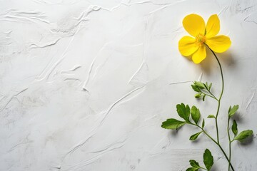 Poster - Single Yellow Flower on White Textured Background Top Down Minimalist Style Fresh Spring Blossom Floral Arrangement