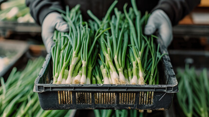 Poster - Fresh green onion harvest held by gloved farmer hands, vibrant spring onions in black crate, organic produce at local market, healthy food concept