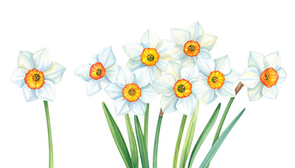 Wall Mural - beautiful white daffodils with vibrant yellow centers bloom gracefully, showcasing their delicate pe