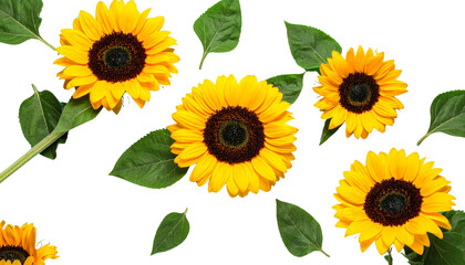 Wall Mural - bright and vibrant sunflowers with rich yellow petals and dark centers are beautifully arranged with