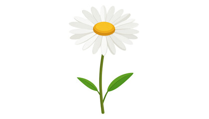 Wall Mural - vibrant daisy flower with white petals and yellow center, standing tall on green stem with two leave