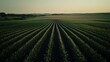 © tanmay - A large field of corn rows the background is a clear sky and green fields