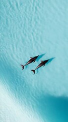 Poster - Two dolphins swimming gracefully in crystal clear turquoise waters create a captivating scene, embodying the harmony and beauty of marine life in a tranquil ocean paradise