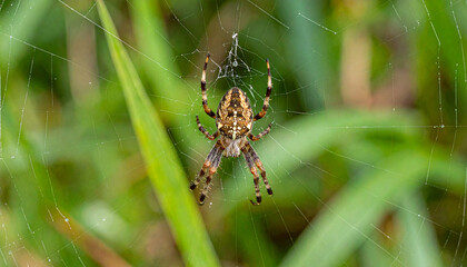 Macro nature close-up of a creepy hairy spider on its web