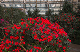 Blooming azalia bushes in the greenhouse